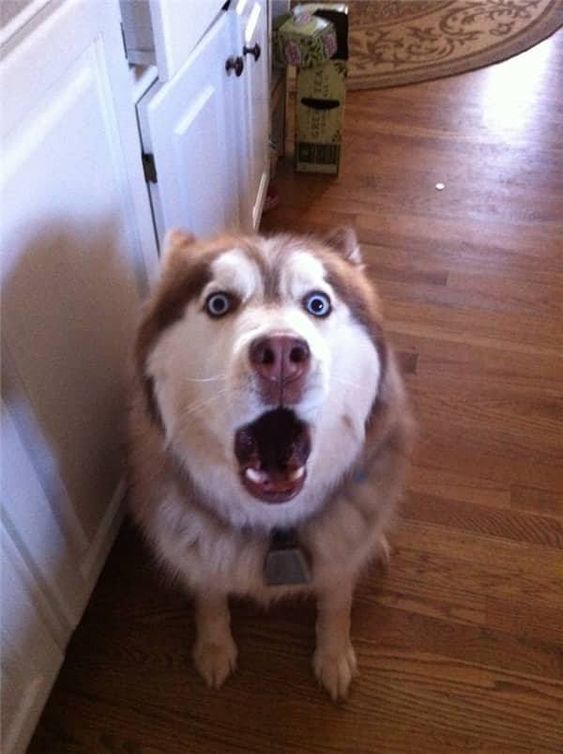 10+ funny moments of pets' surprised expressions make you laugh out loud 10