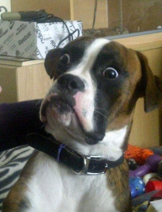 10+ funny moments of pets' surprised expressions make you laugh out loud 7