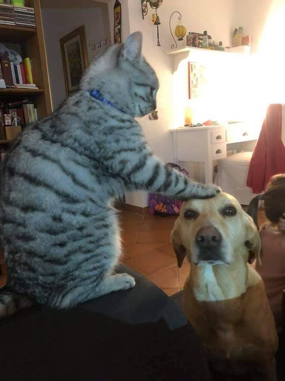 12+ Images show that dogs and cats can be pairs of best friends 3