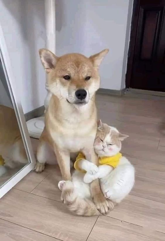 12+ Images show that dogs and cats can be pairs of best friends 6