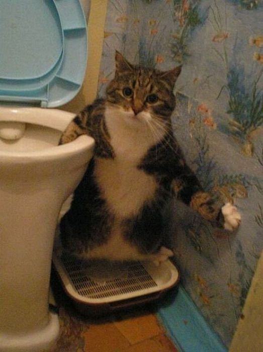 15+ crazy cats break down your rules 4