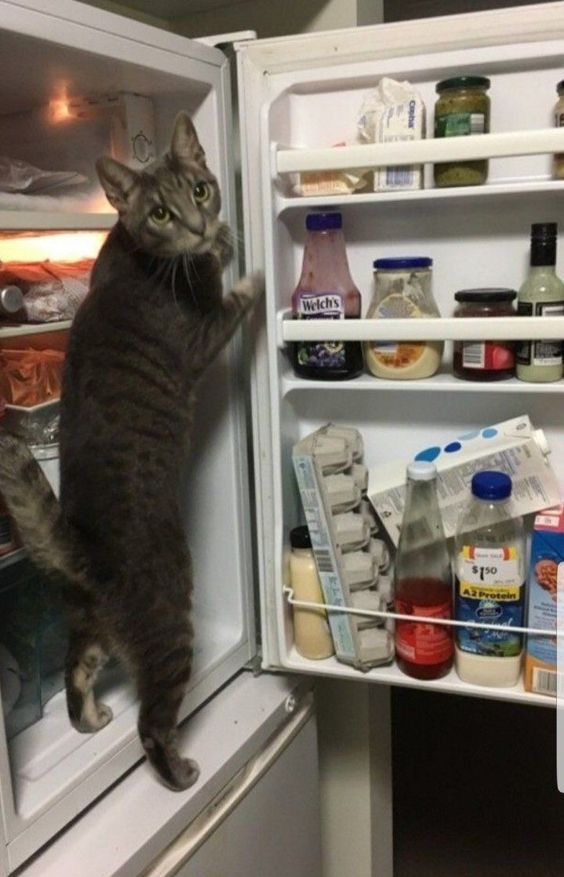15+ crazy cats break down your rules 9