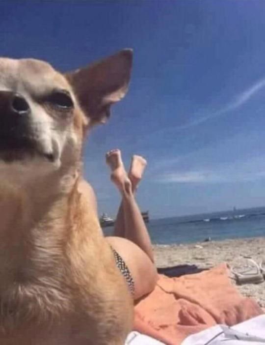 13+ images of pets wearing bikini that make you go 'Wow' 1