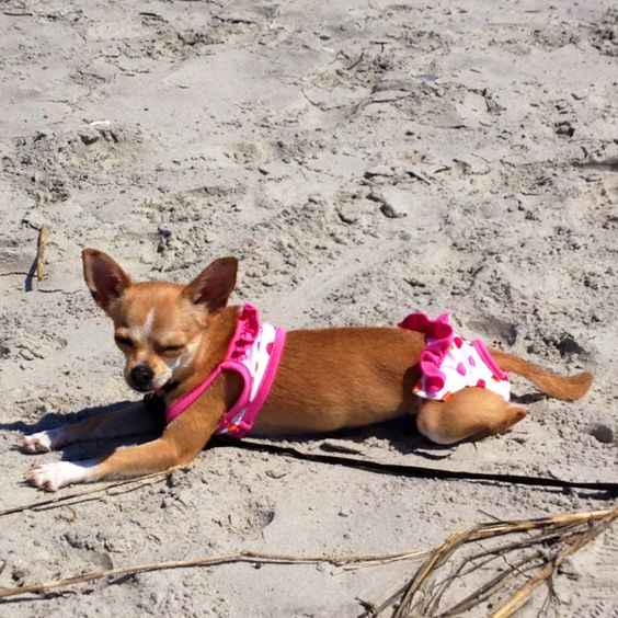 13+ images of pets wearing bikini that make you go 'Wow' 12