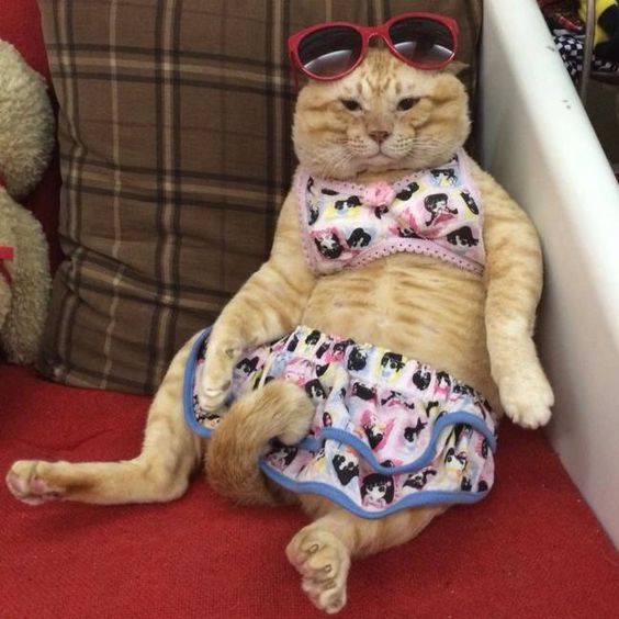 13+ images of pets wearing bikini that make you go 'Wow' 10