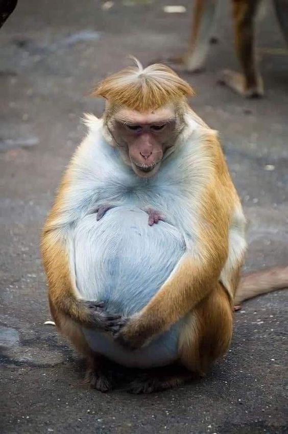 15+ Adorable pregnant animals before giving birth 11