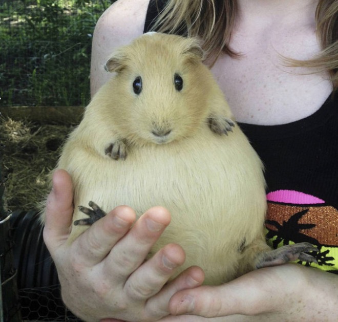 15+ Adorable pregnant animals before giving birth 13