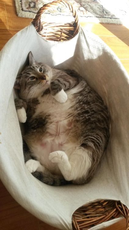15+ Adorable pregnant animals before giving birth 7