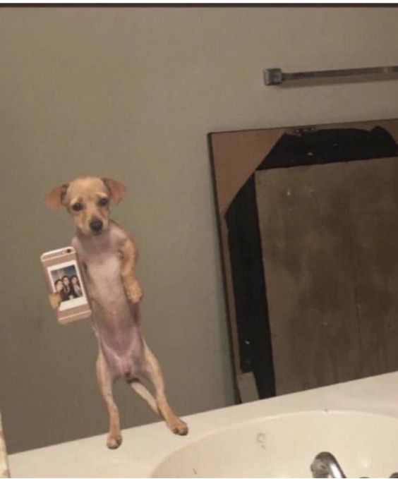 10+ moments of pets taking selfies more professionally than humans 2