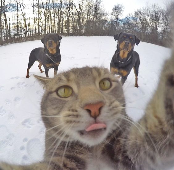 10+ moments of pets taking selfies more professionally than humans 8