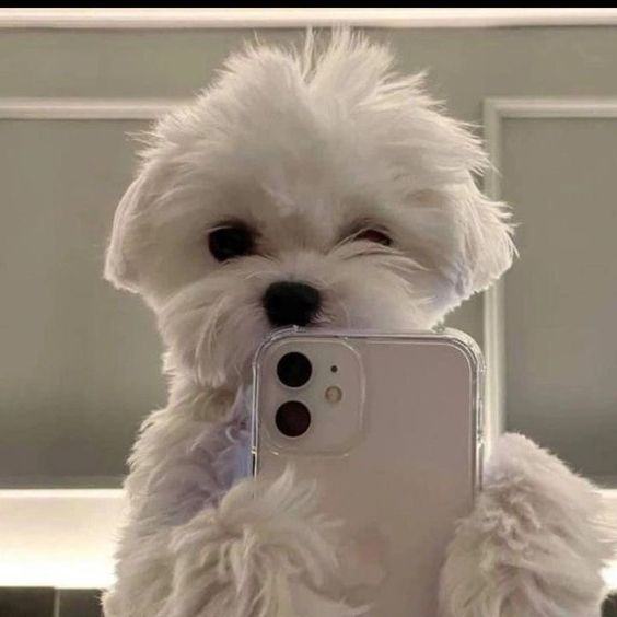 10+ moments of pets taking selfies more professionally than humans 5