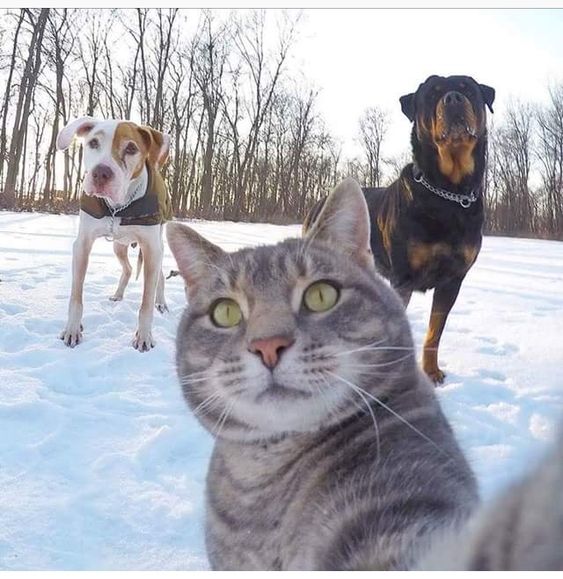 10+ moments of pets taking selfies more professionally than humans 9