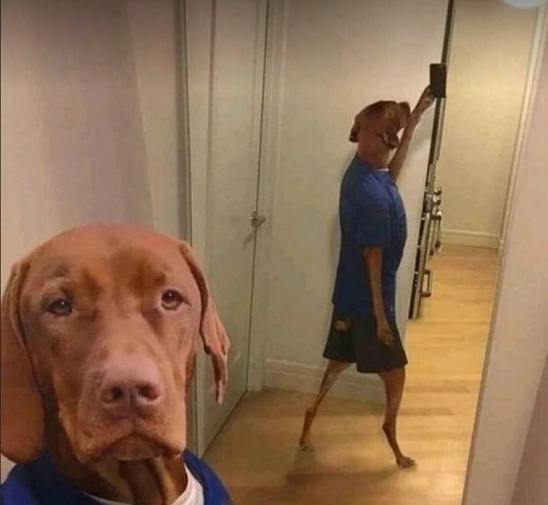 10+ moments of pets taking selfies more professionally than humans 1