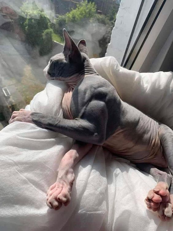 13+ muscle animal photos will make you jump out of your skin 2