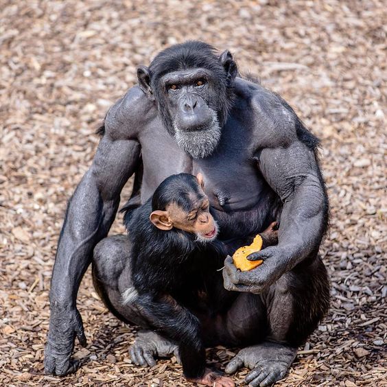 13+ muscle animal photos will make you jump out of your skin 11