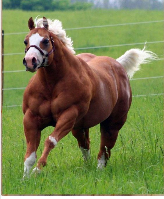 13+ muscle animal photos will make you jump out of your skin 9