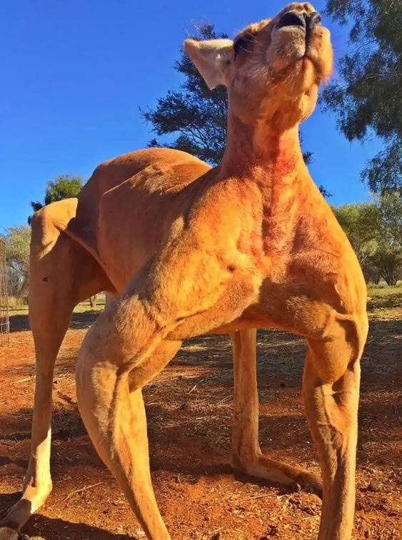 13+ muscle animal photos will make you jump out of your skin 1