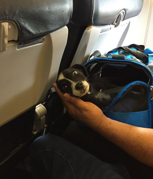 15+ funny moments pets attend on plane for the first time 15