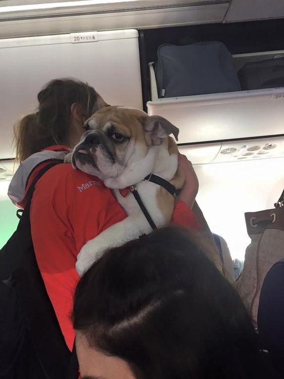 15+ funny moments pets attend on plane for the first time 7