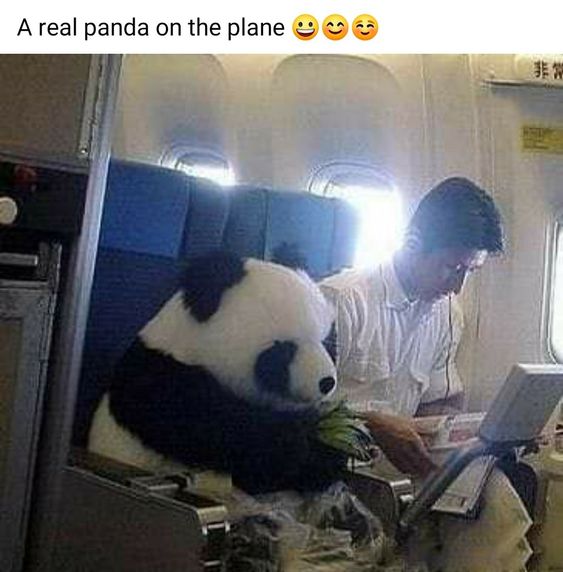 15+ funny moments pets attend on plane for the first time 6