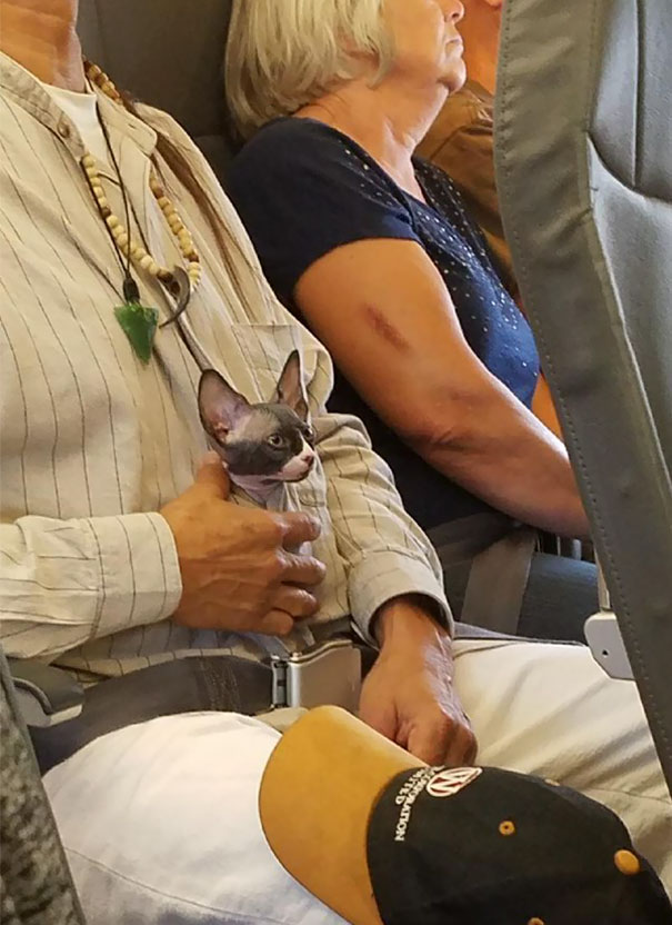 15+ funny moments pets attend on plane for the first time 4