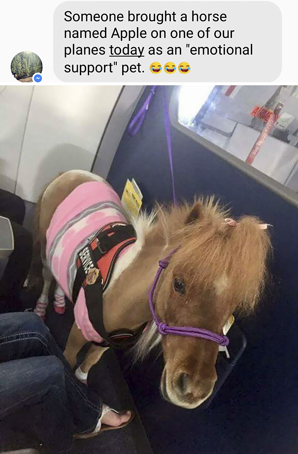 15+ funny moments pets attend on plane for the first time 14