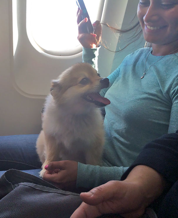15+ funny moments pets attend on plane for the first time 13
