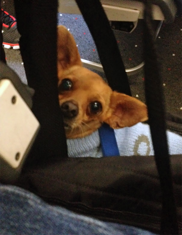 15+ funny moments pets attend on plane for the first time 12