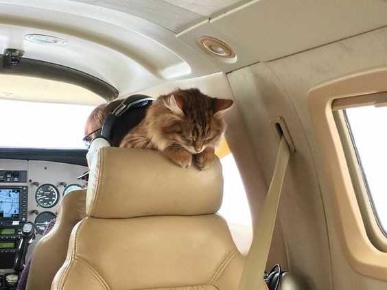 15+ funny moments pets attend on plane for the first time 11