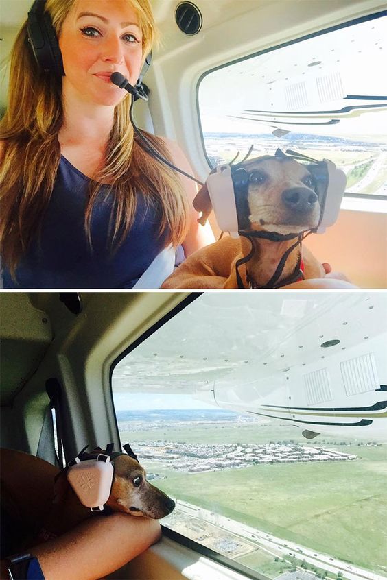15+ funny moments pets attend on plane for the first time 10