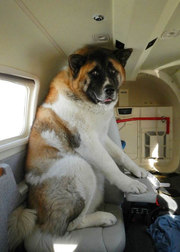 15+ funny moments pets attend on plane for the first time 1