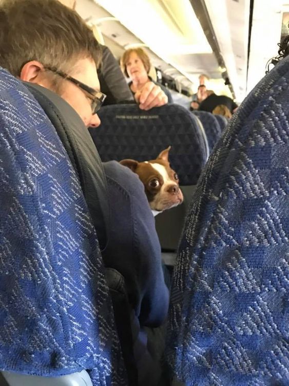 15+ funny moments pets attend on plane for the first time 8