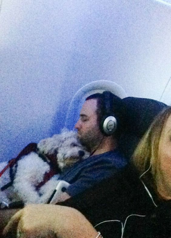 15+ funny moments pets attend on plane for the first time 3