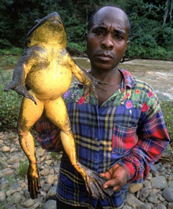 This frog was totally baby-sized!