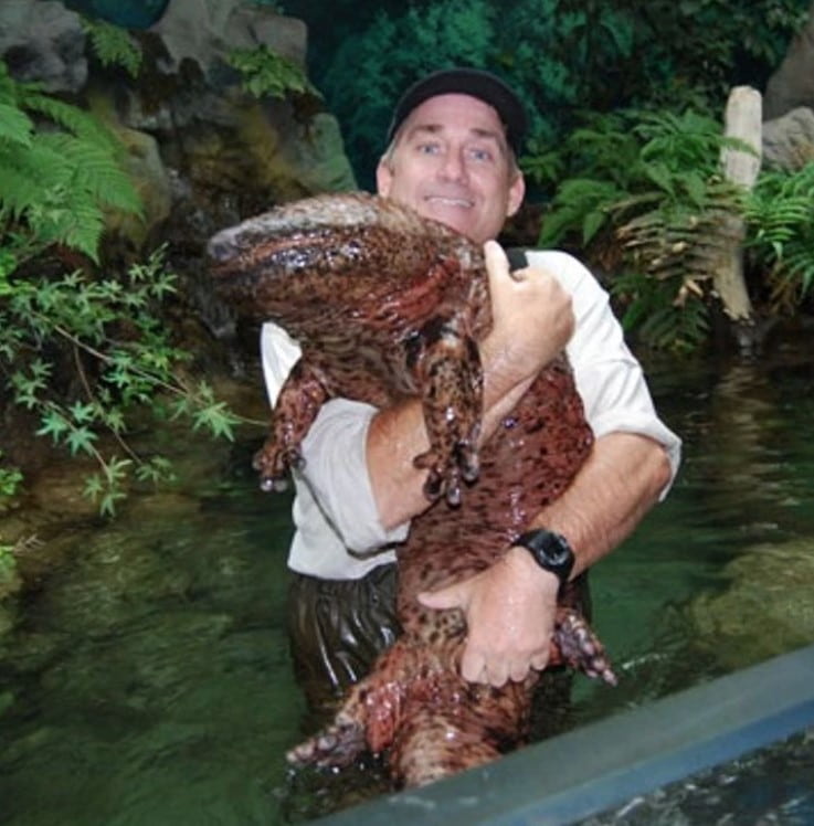 This man was lucky to find a giant salamander. Wow! It’s just enormous!