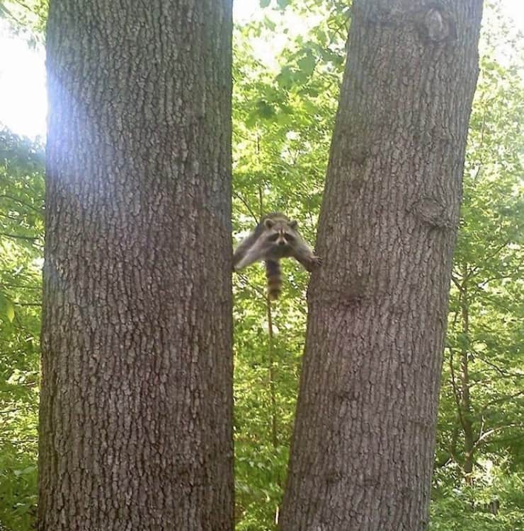 15+ funny unfortunate incidents of animals will make us pee without sneezing 11