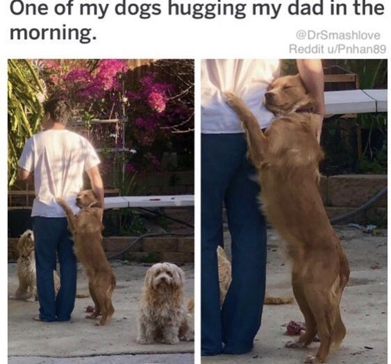 12+ wholesome animal images went viral that can appease your soul 2
