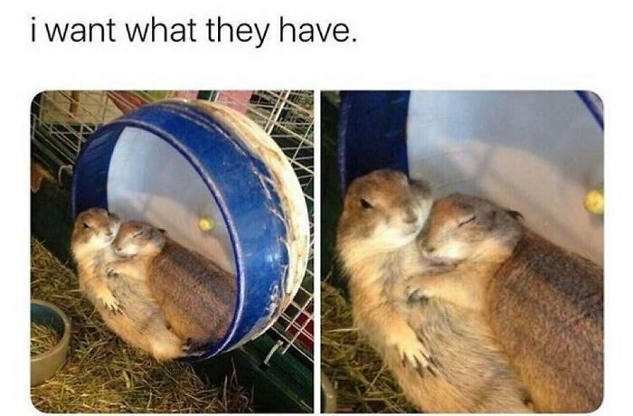 12+ wholesome animal images went viral that can appease your soul 6