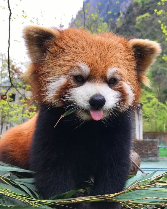 13+ fluffy animals that melt your heart at first glance 10
