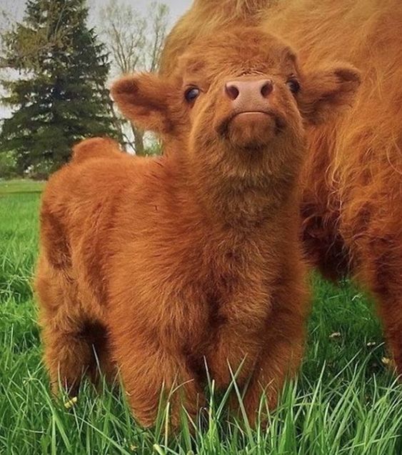 13+ fluffy animals that melt your heart at first glance 9