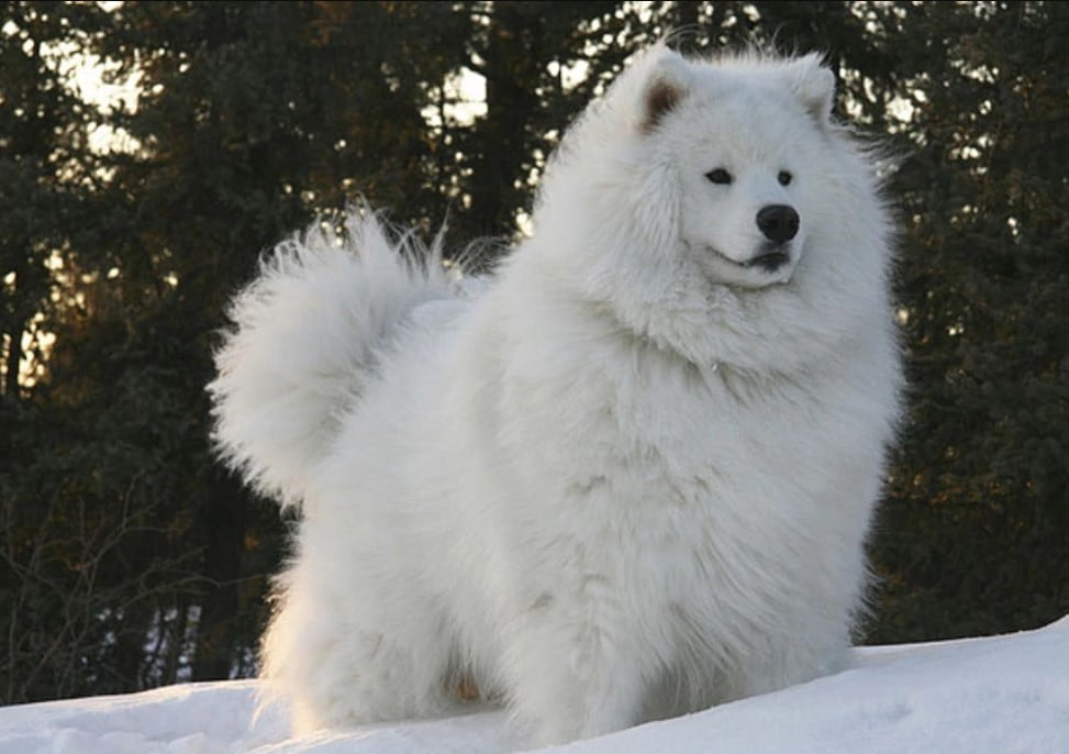 13+ fluffy animals that melt your heart at first glance 7