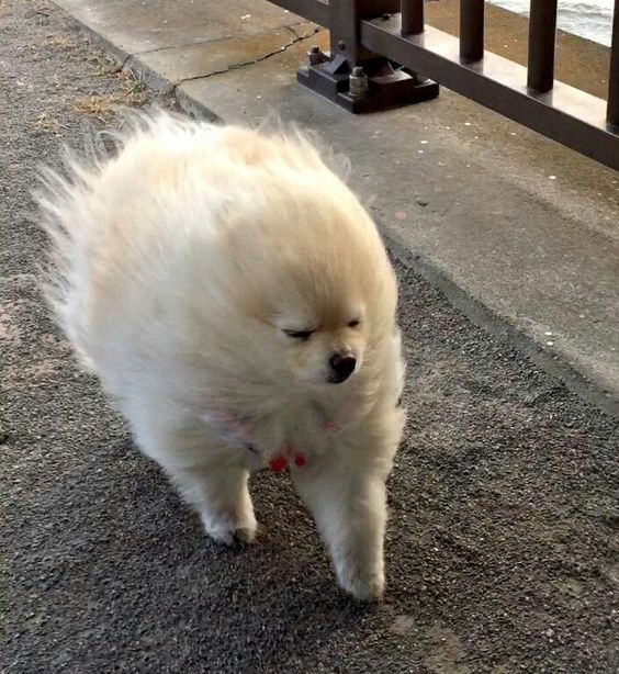 13+ hilarious moments when fluffy pets encounter the wind will brighten your day 1