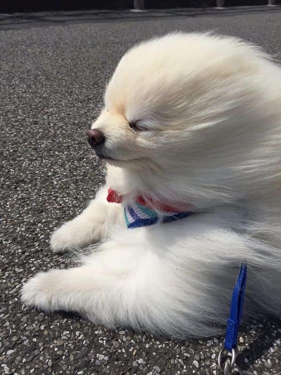 13+ hilarious moments when fluffy pets encounter the wind will brighten your day 11