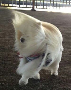 13+ hilarious moments when fluffy pets encounter the wind will brighten your day 2