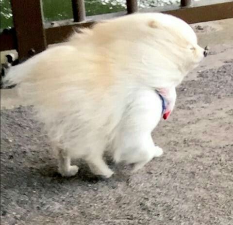 13+ hilarious moments when fluffy pets encounter the wind will brighten your day 12