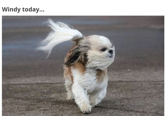 13+ hilarious moments when fluffy pets encounter the wind will brighten your day 10