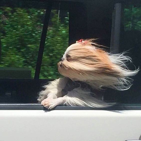 13+ hilarious moments when fluffy pets encounter the wind will brighten your day 9