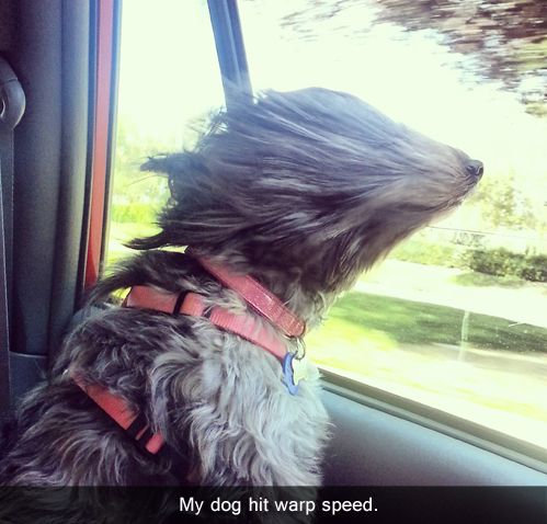 13+ hilarious moments when fluffy pets encounter the wind will brighten your day 8