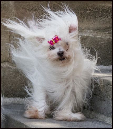 13+ hilarious moments when fluffy pets encounter the wind will brighten your day 7