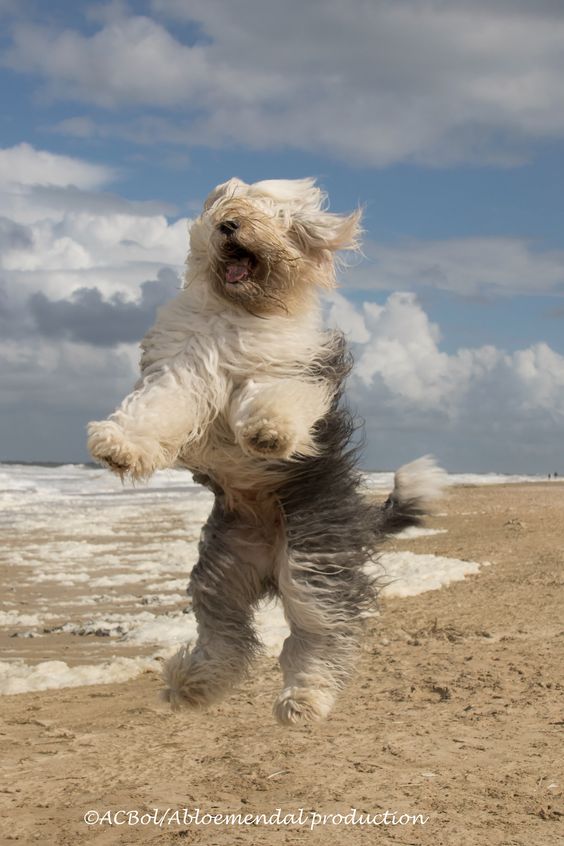 13+ hilarious moments when fluffy pets encounter the wind will brighten your day 5